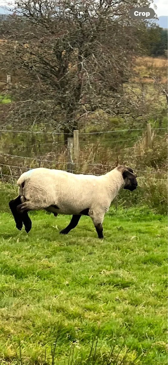 Suftex ram 3year old - Image 3