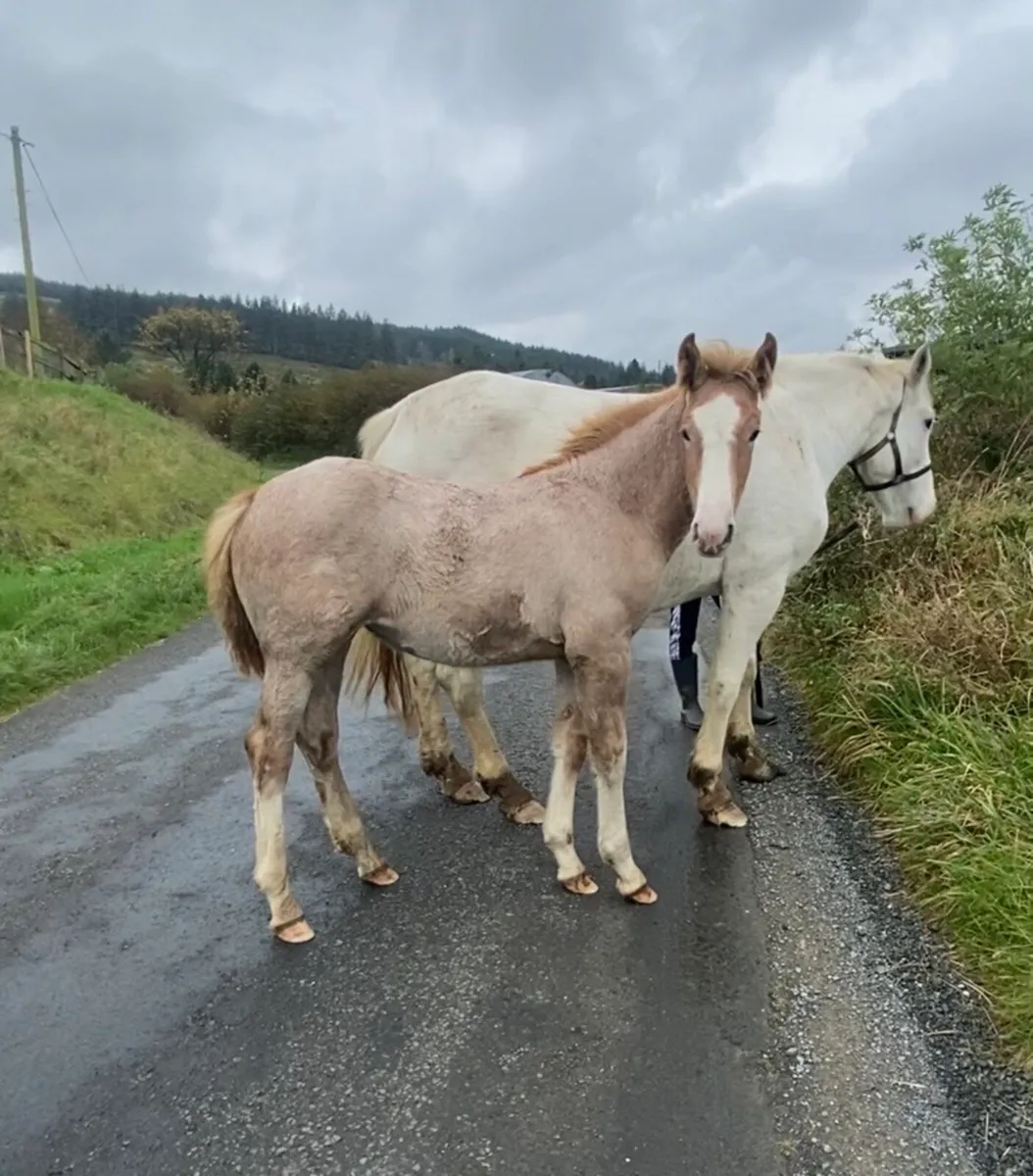 Quality RID Filly Foal - Image 3