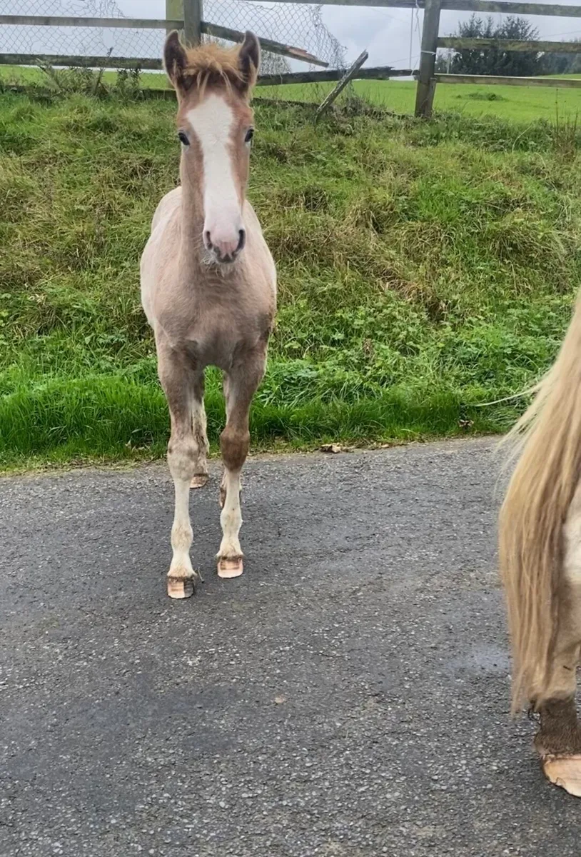 Quality RID Filly Foal - Image 4