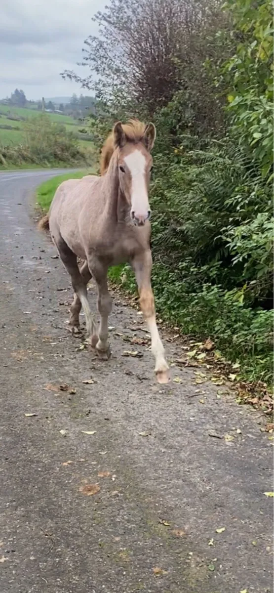 Quality RID Filly Foal - Image 2