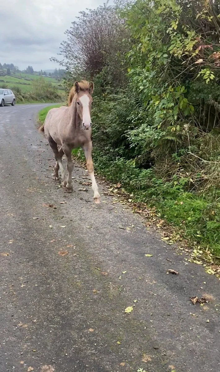 Quality RID Filly Foal - Image 1
