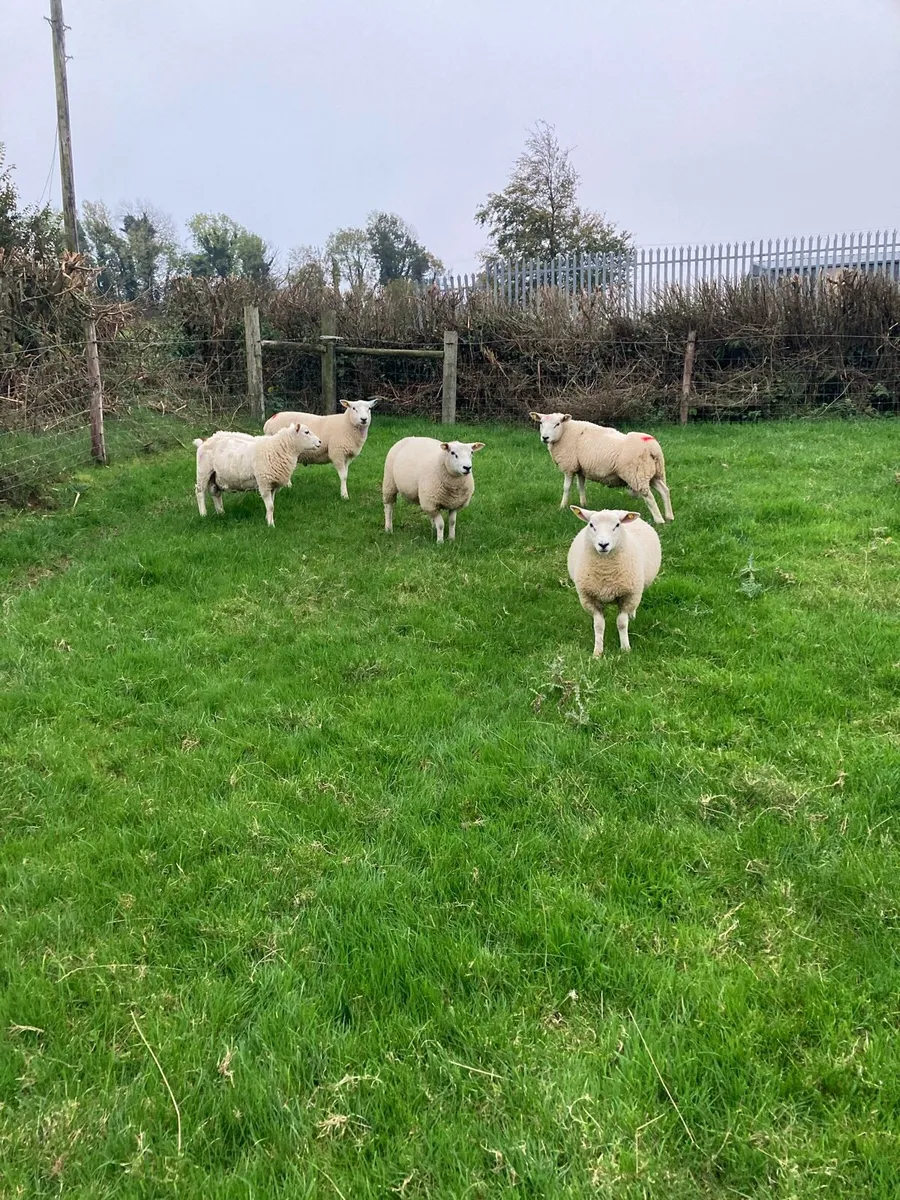 Ram lambs for sale - Image 1