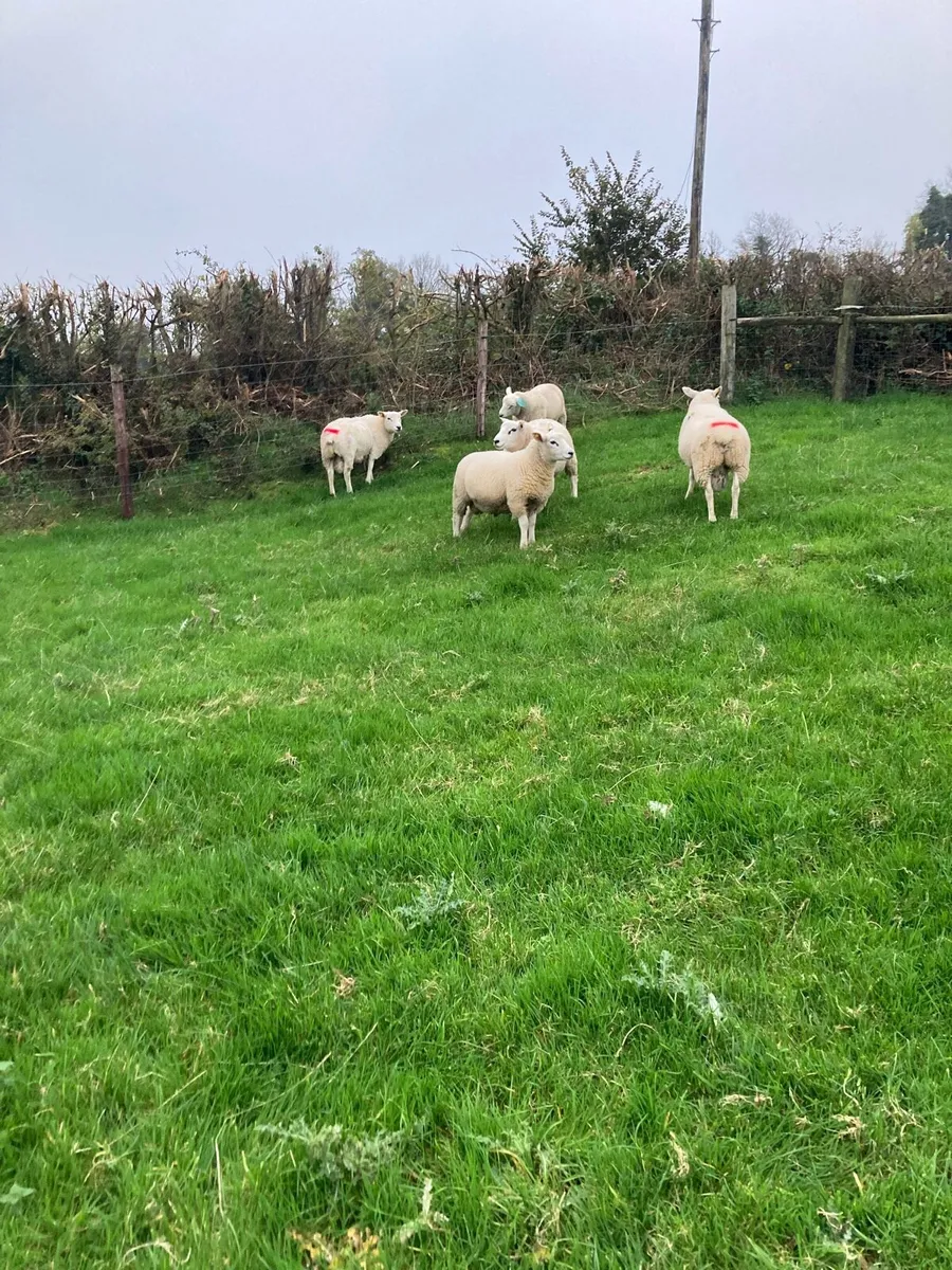 Ram lambs for sale - Image 2
