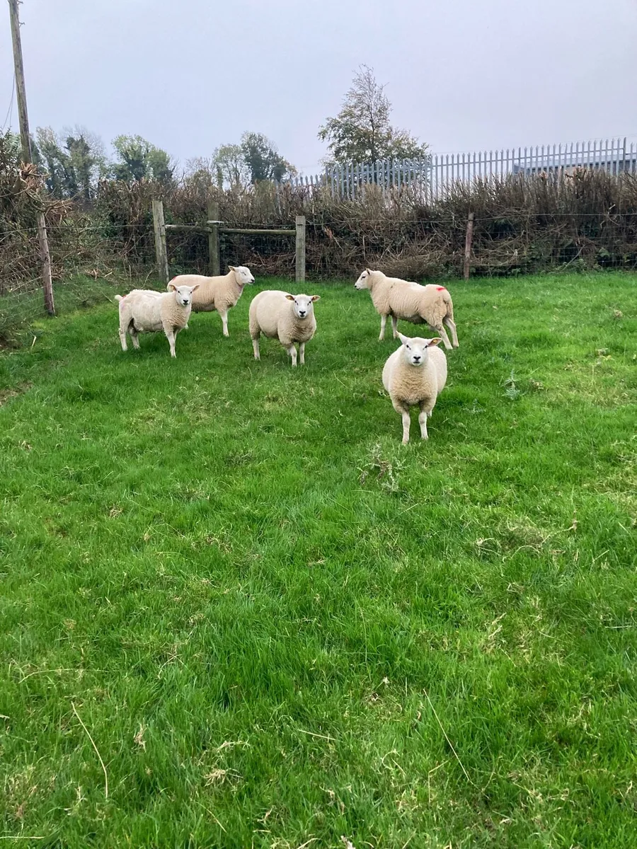 Ram lambs for sale - Image 3