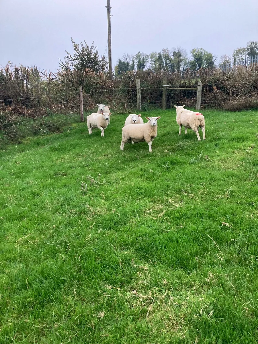 Ram lambs for sale - Image 4