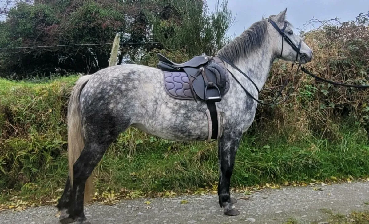 5yo class 1 connemara mare - Image 1