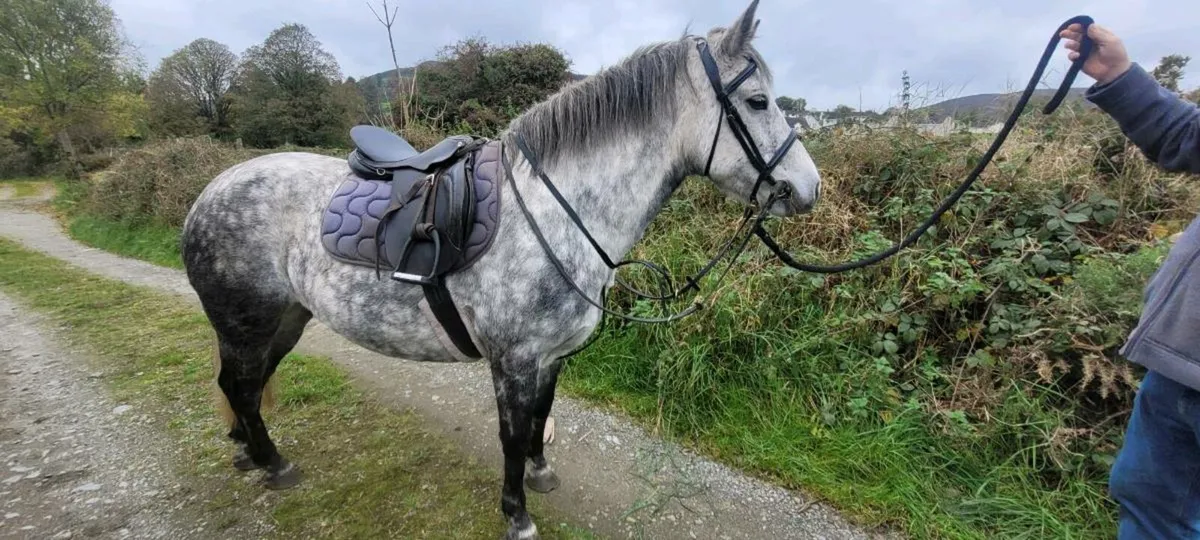 5yo class 1 connemara mare - Image 2