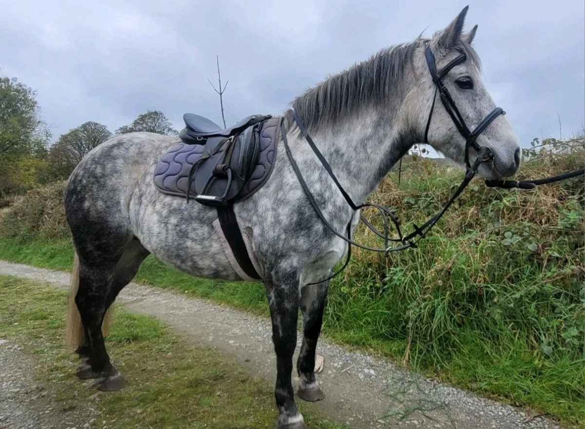 5yo class 1 connemara mare - Image 3