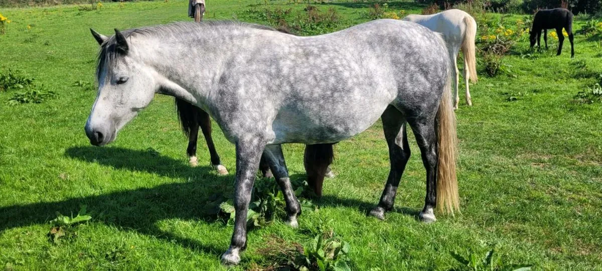 5yo class 1 connemara mare - Image 4