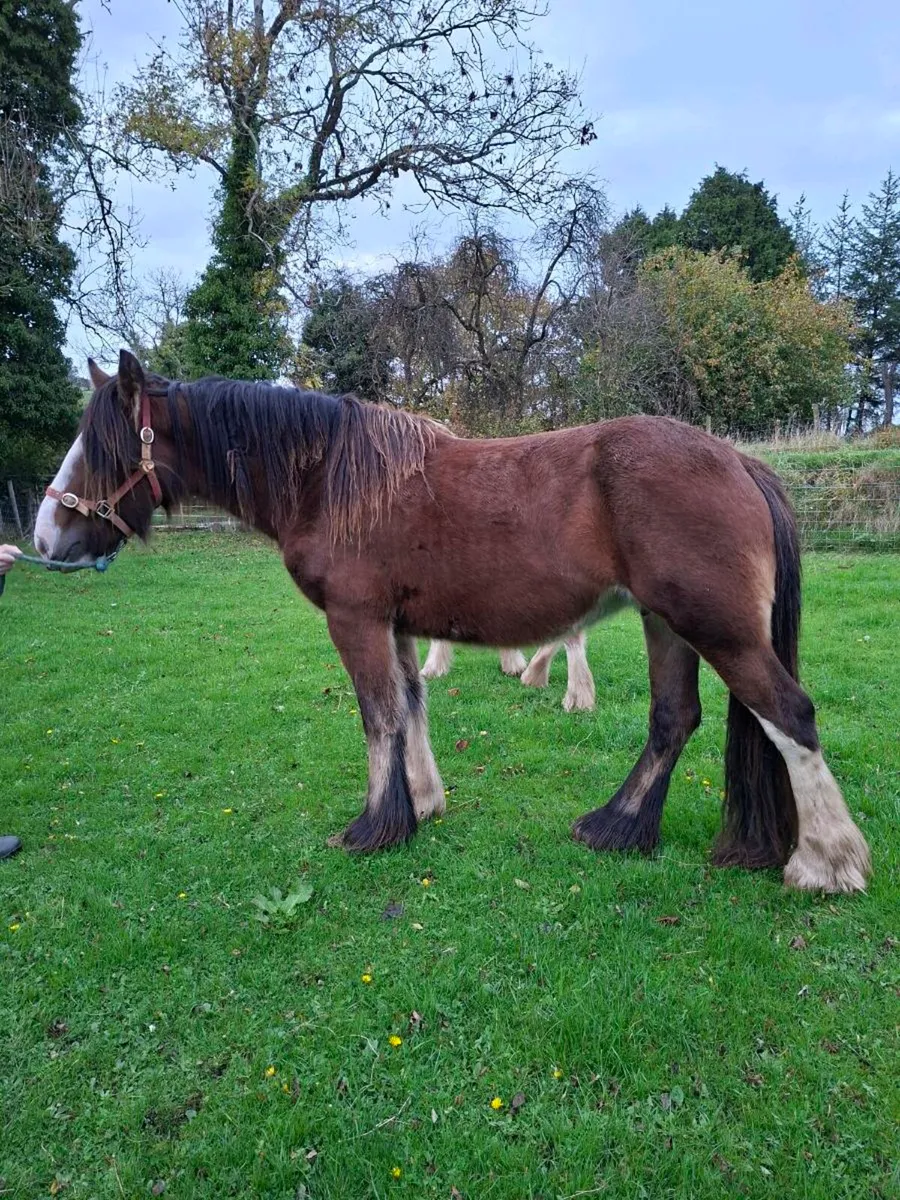 Heavy Cob Mare 3yo - Image 1