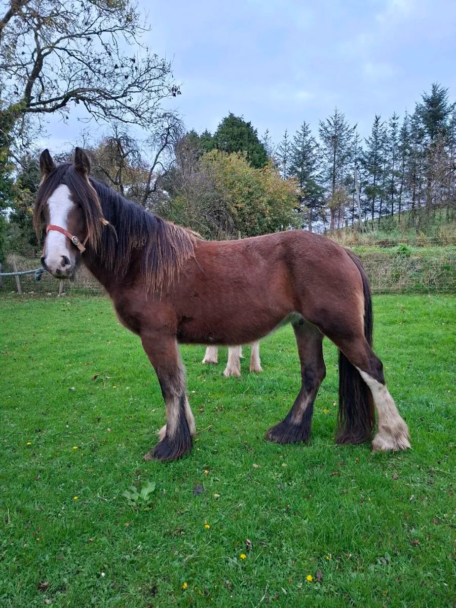 Heavy Cob Mare 3yo - Image 2