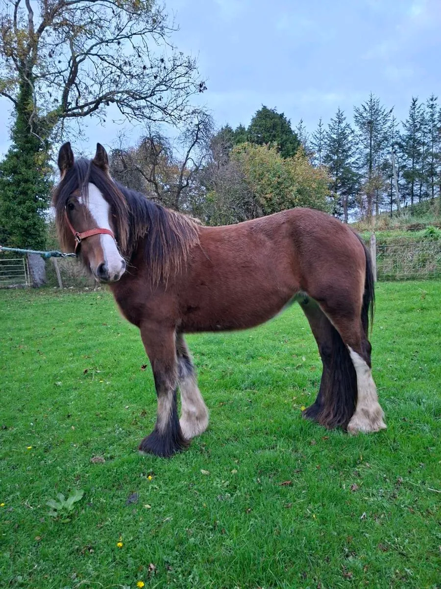 Heavy Cob Mare 3yo - Image 3