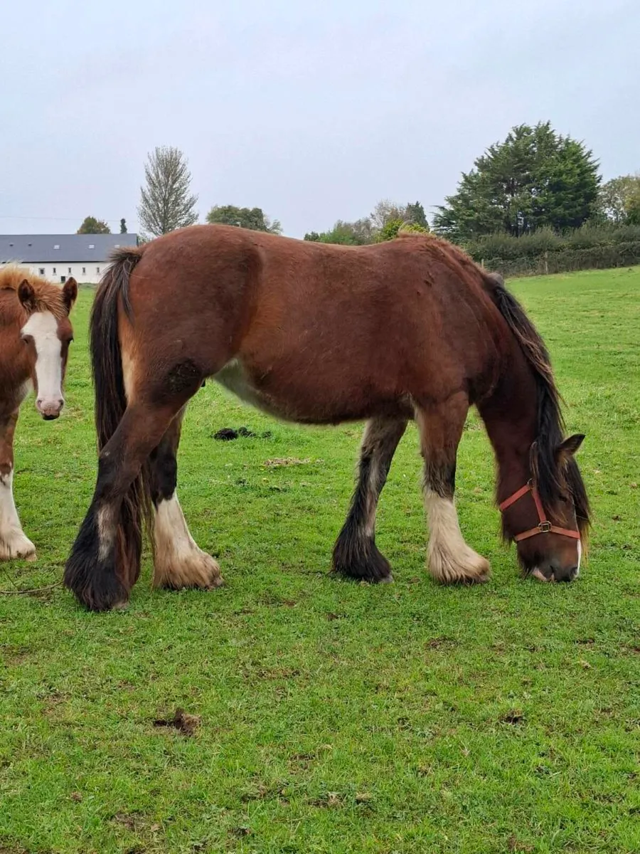 Heavy Cob Mare 3yo - Image 4