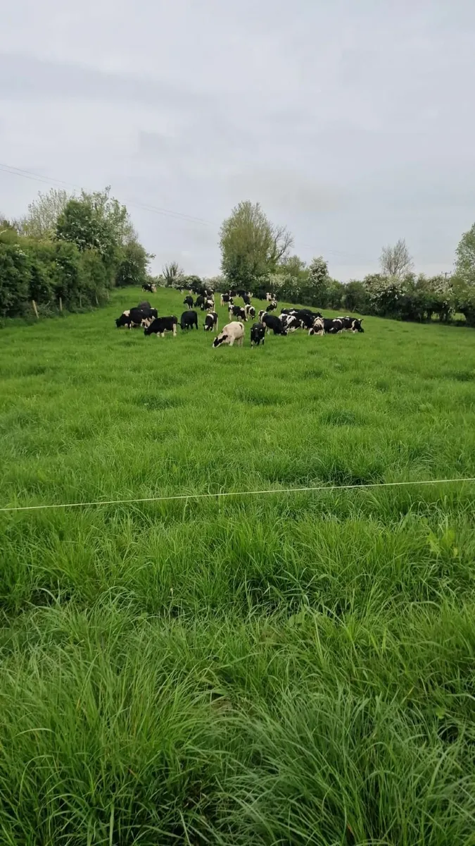 In-calf Friesian Heifers