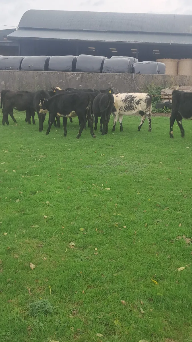 Weanling heifers - Image 1