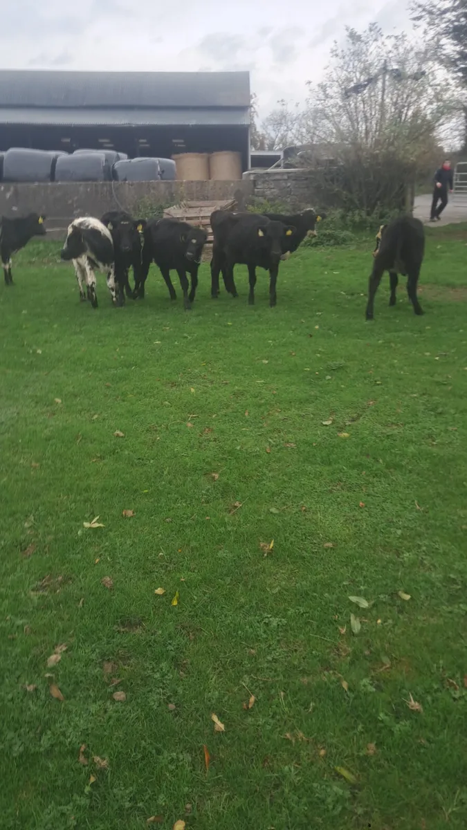 Weanling heifers - Image 2