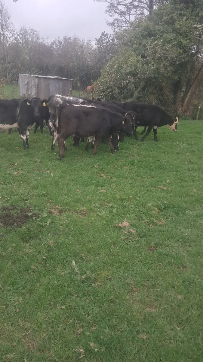 Weanling heifers - Image 3