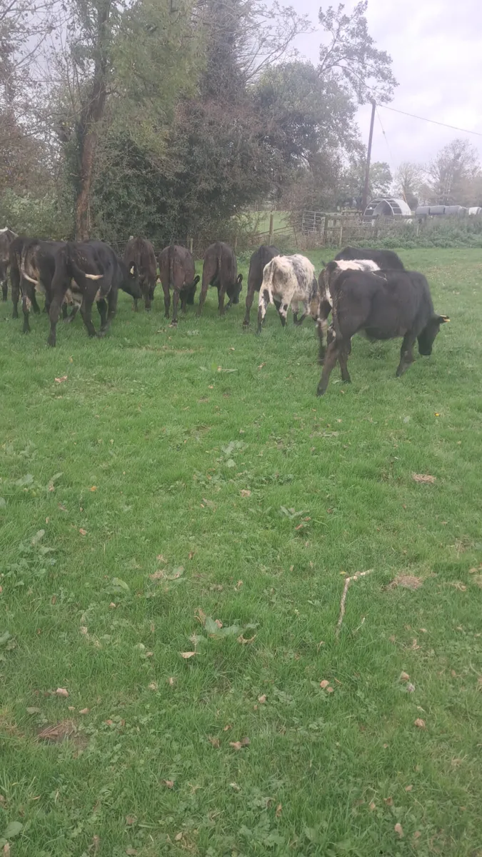 Weanling heifers - Image 4