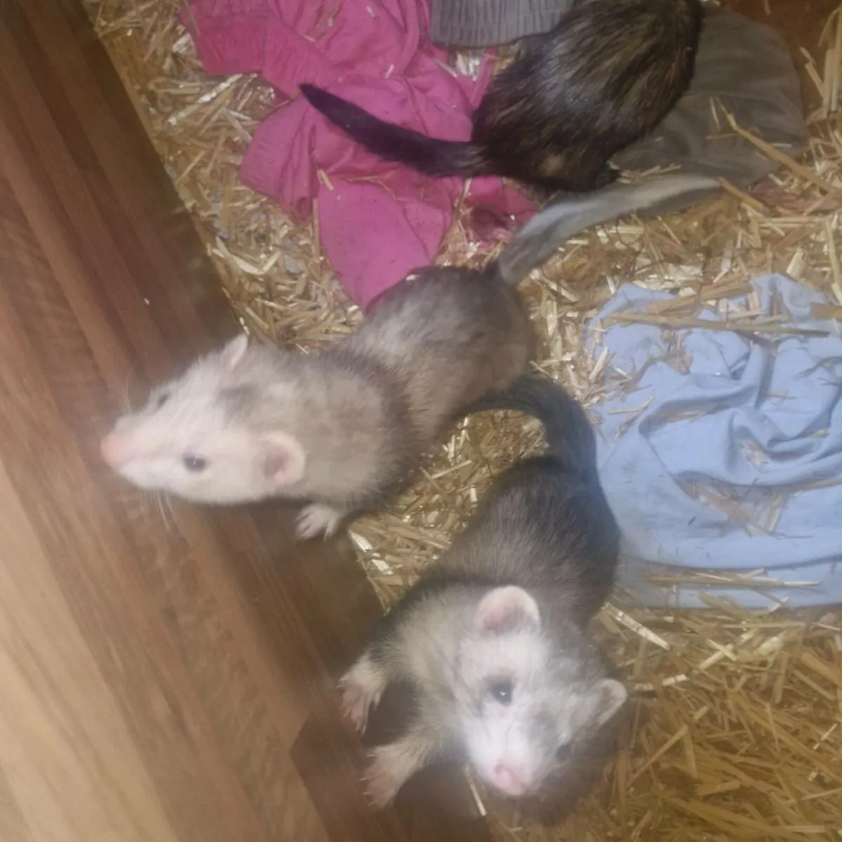 Ferrets - Image 3