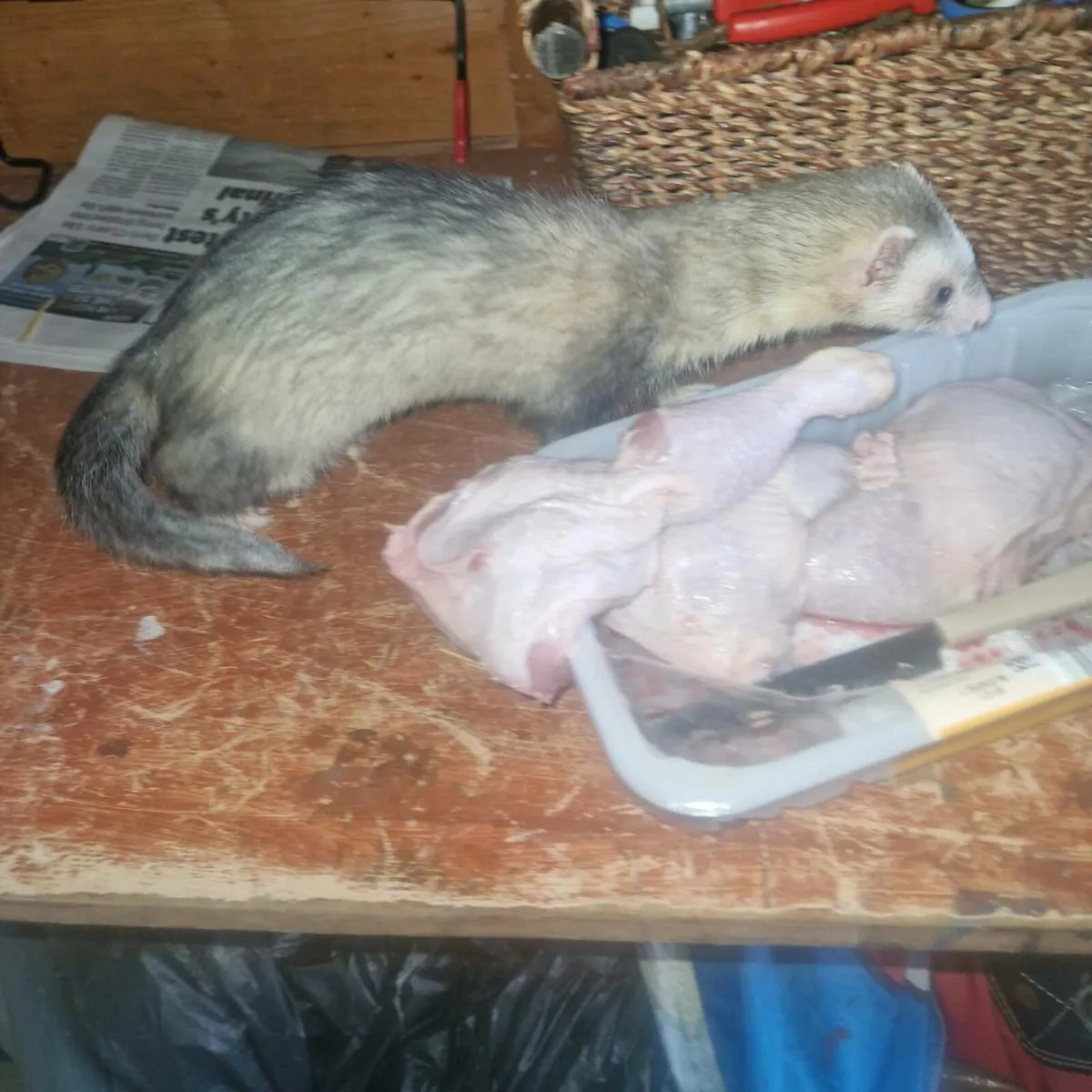 Ferrets - Image 4