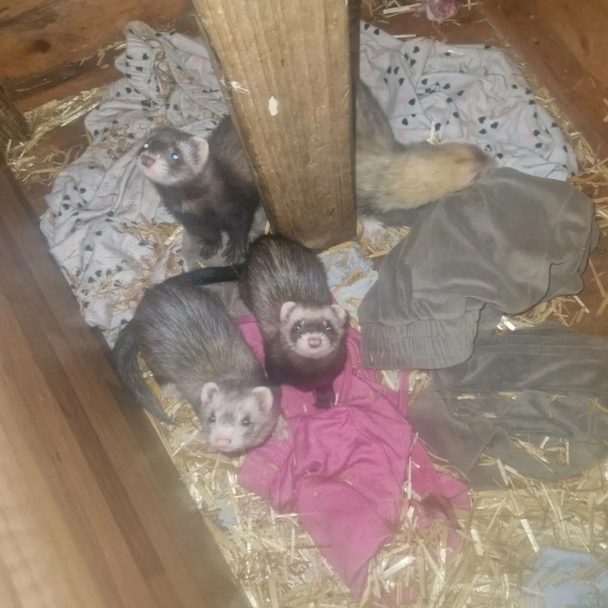 Ferrets - Image 2