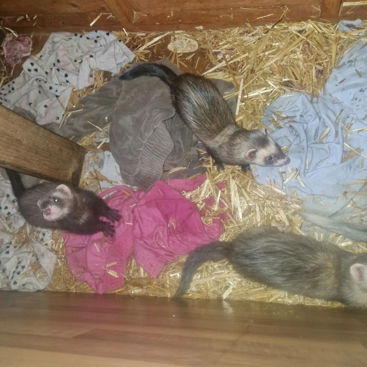 Ferrets - Image 2