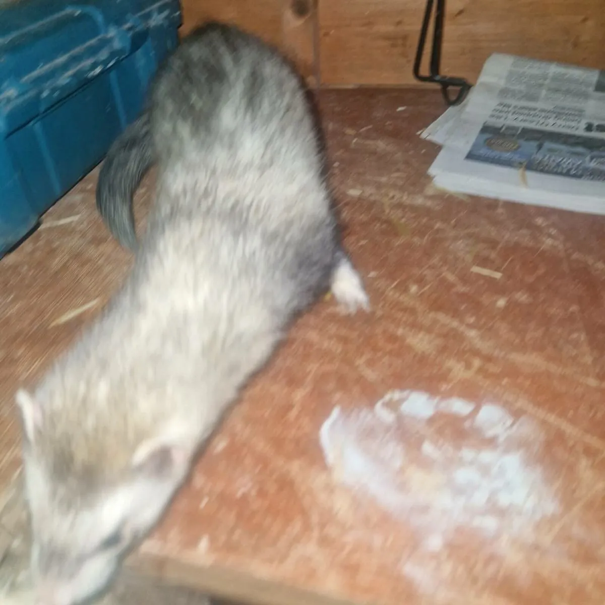 Ferrets - Image 1
