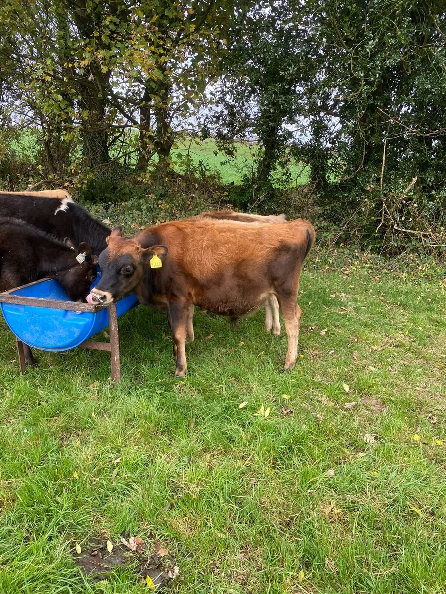 Jersey weanling bulls - Image 1