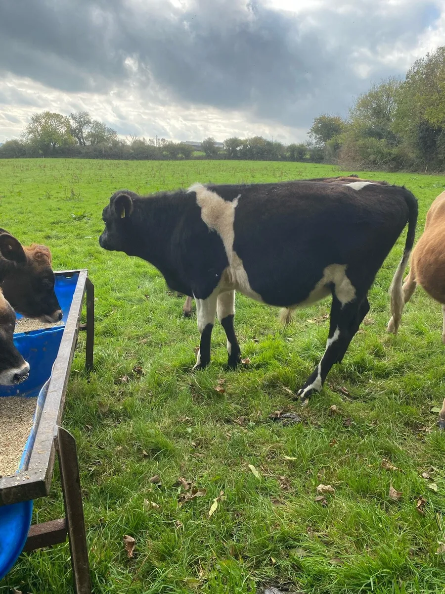 Jersey weanling bulls - Image 2