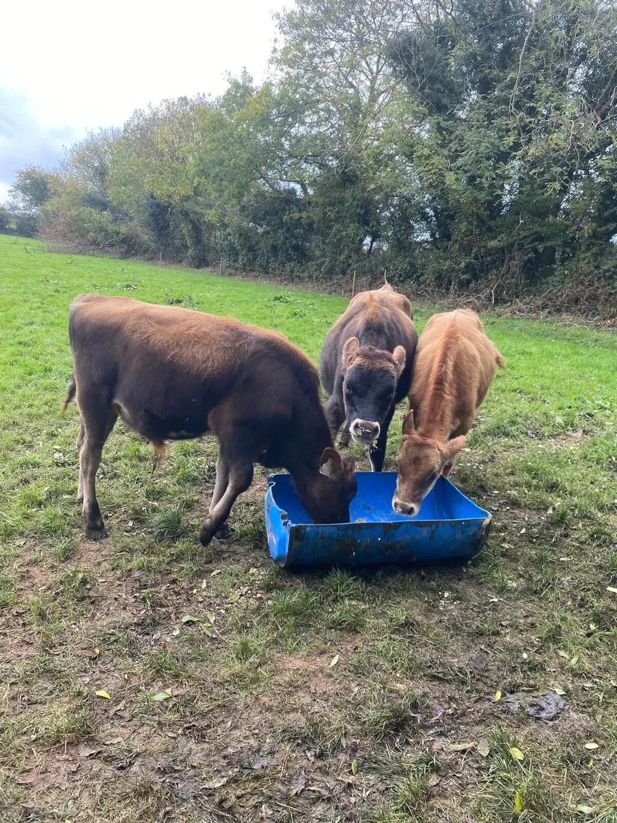 Jersey weanling bulls - Image 3
