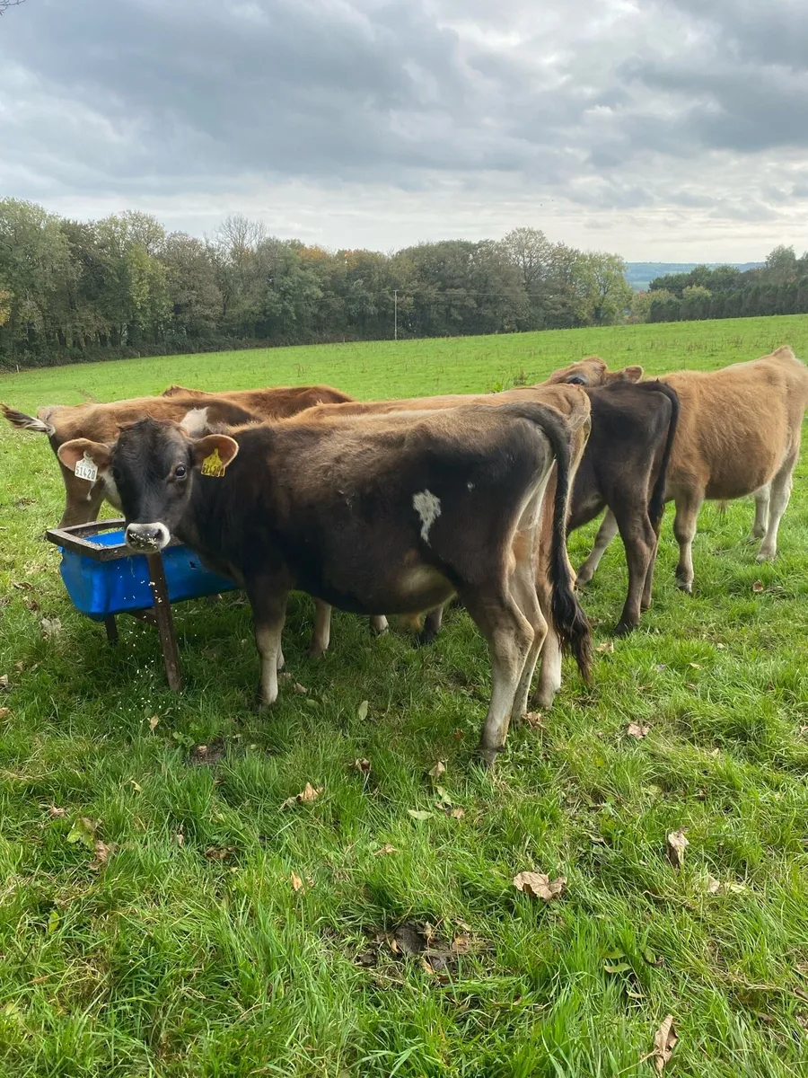 Jersey weanling bulls - Image 4