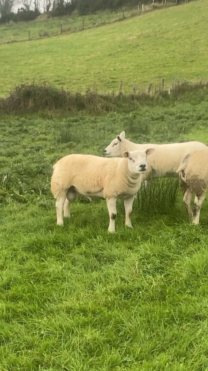 Texel ram - Image 1