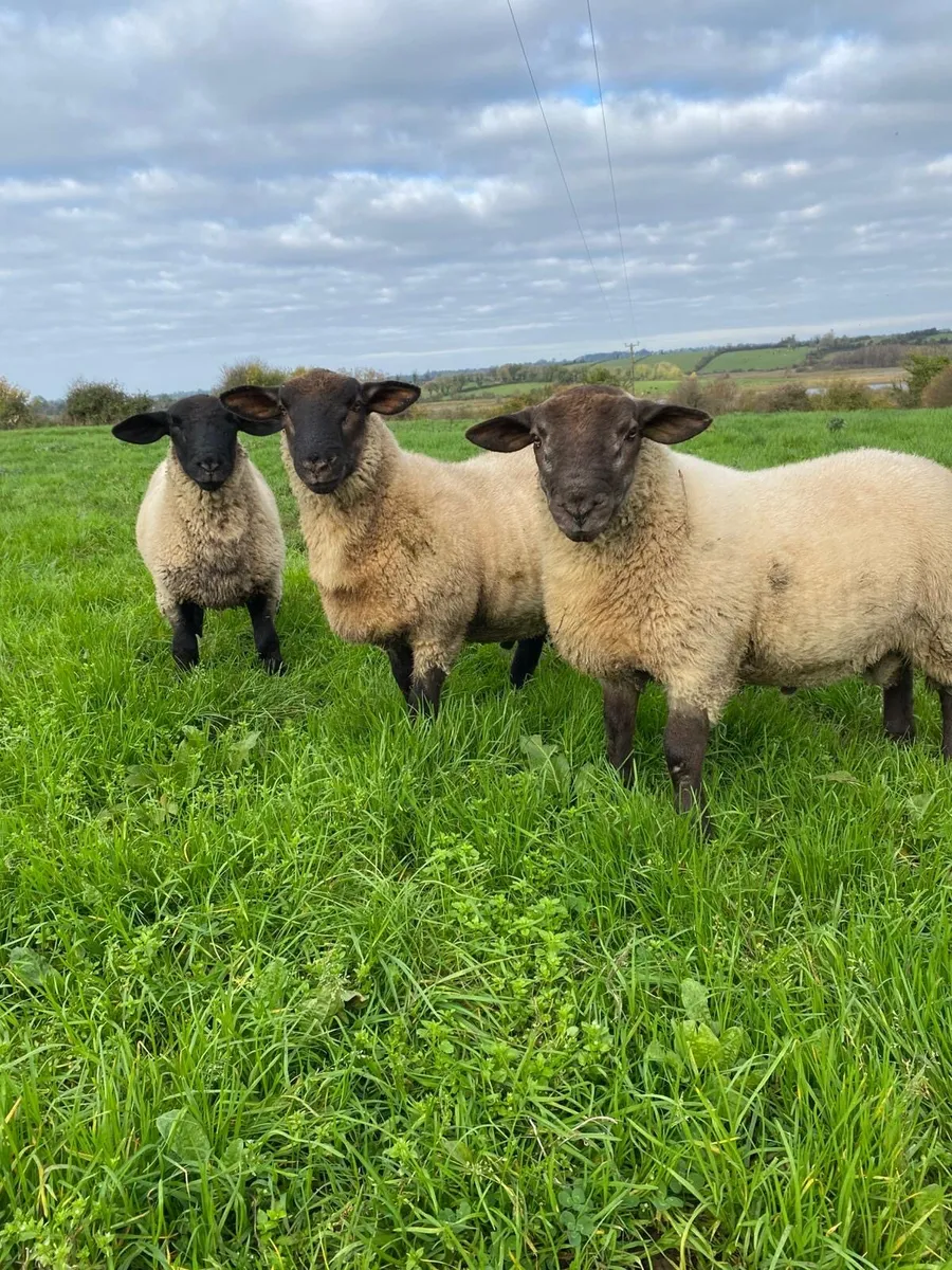 Sheep