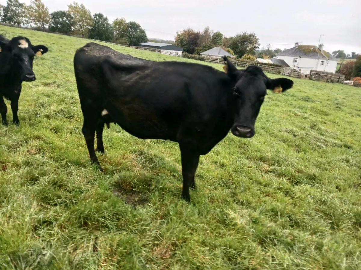 April/ May calving cows - Image 1