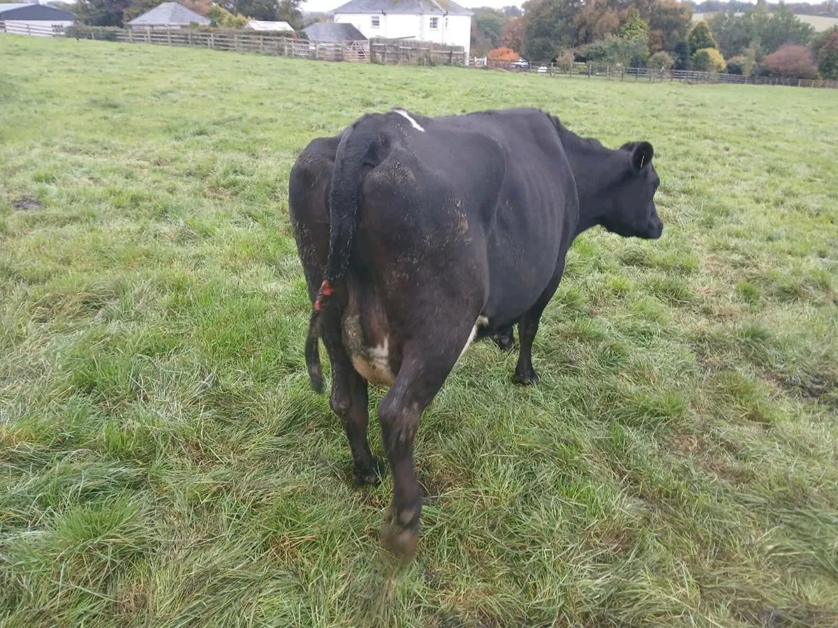 April/ May calving cows - Image 2