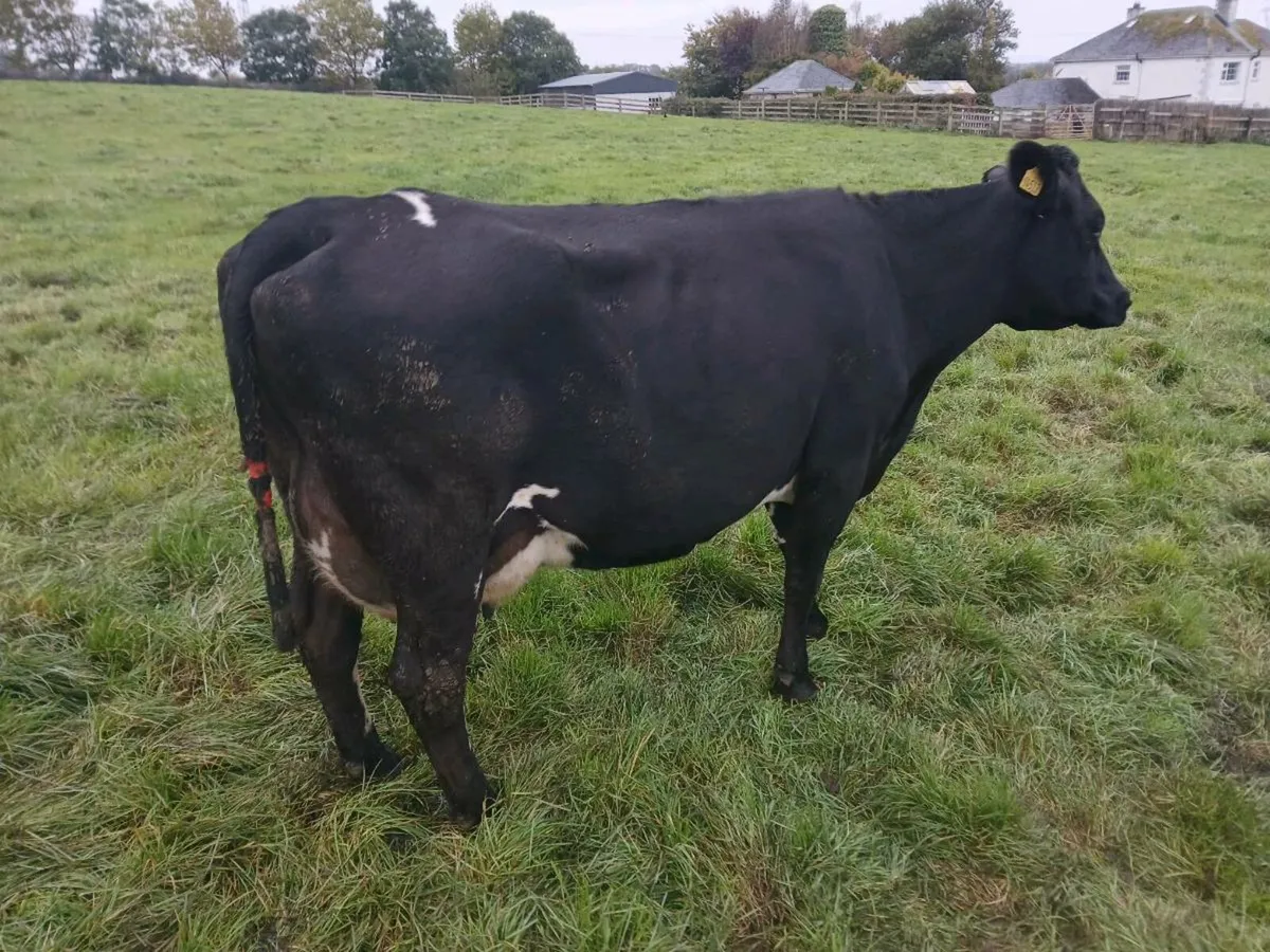 April/ May calving cows - Image 3