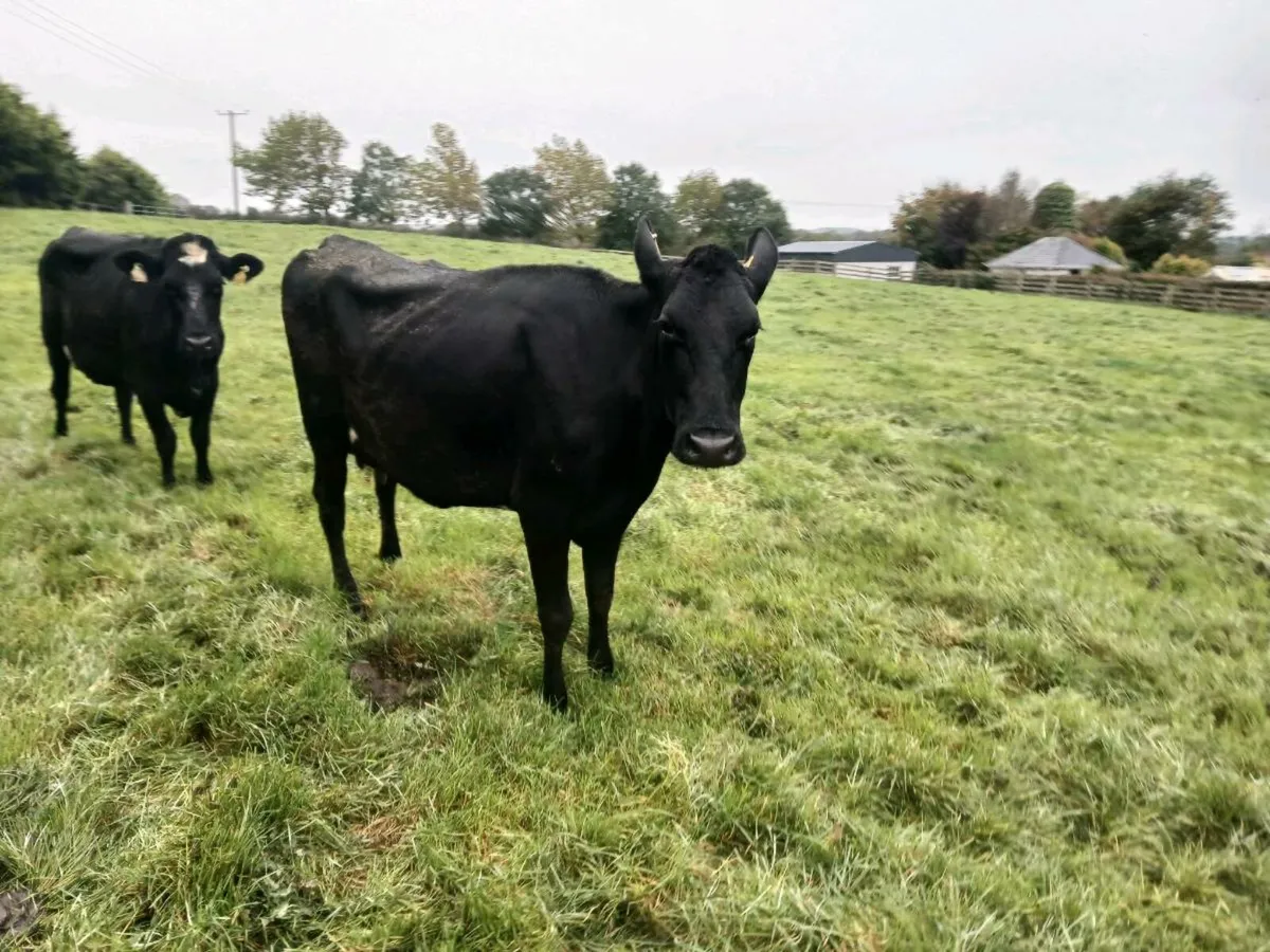April/ May calving cows - Image 4