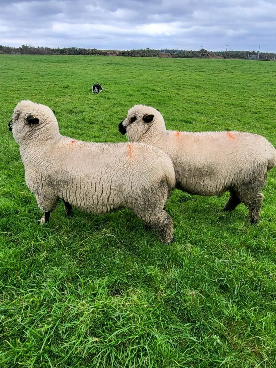 Pedigree Hampshire Down ewe lambs - Image 2