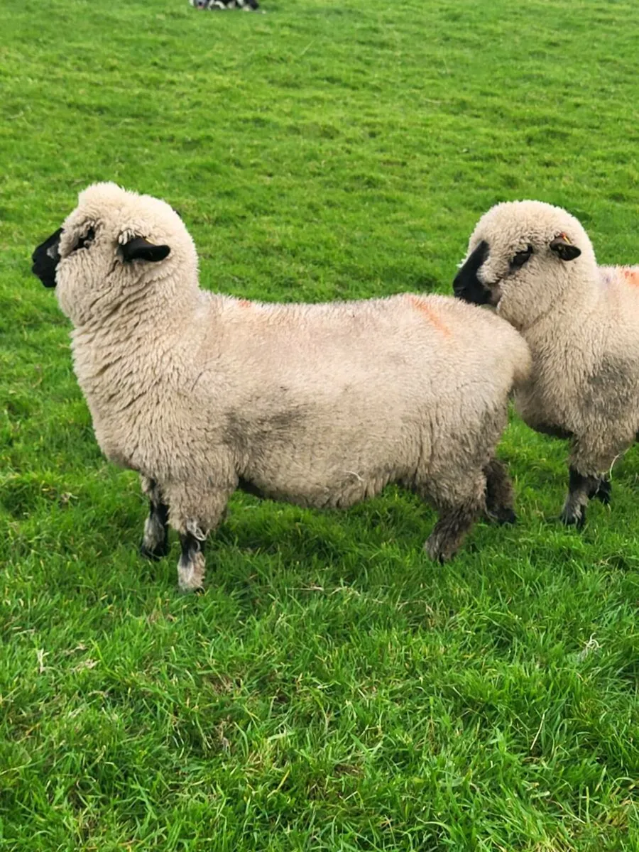 Pedigree Hampshire Down ewe lambs - Image 4