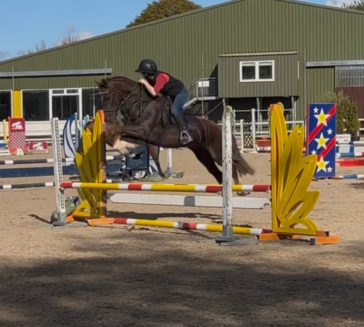 148cm pony for sale - Image 1