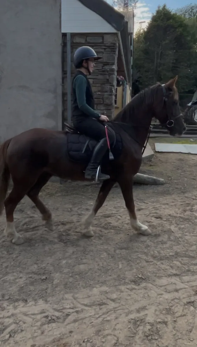 148cm pony for sale - Image 2