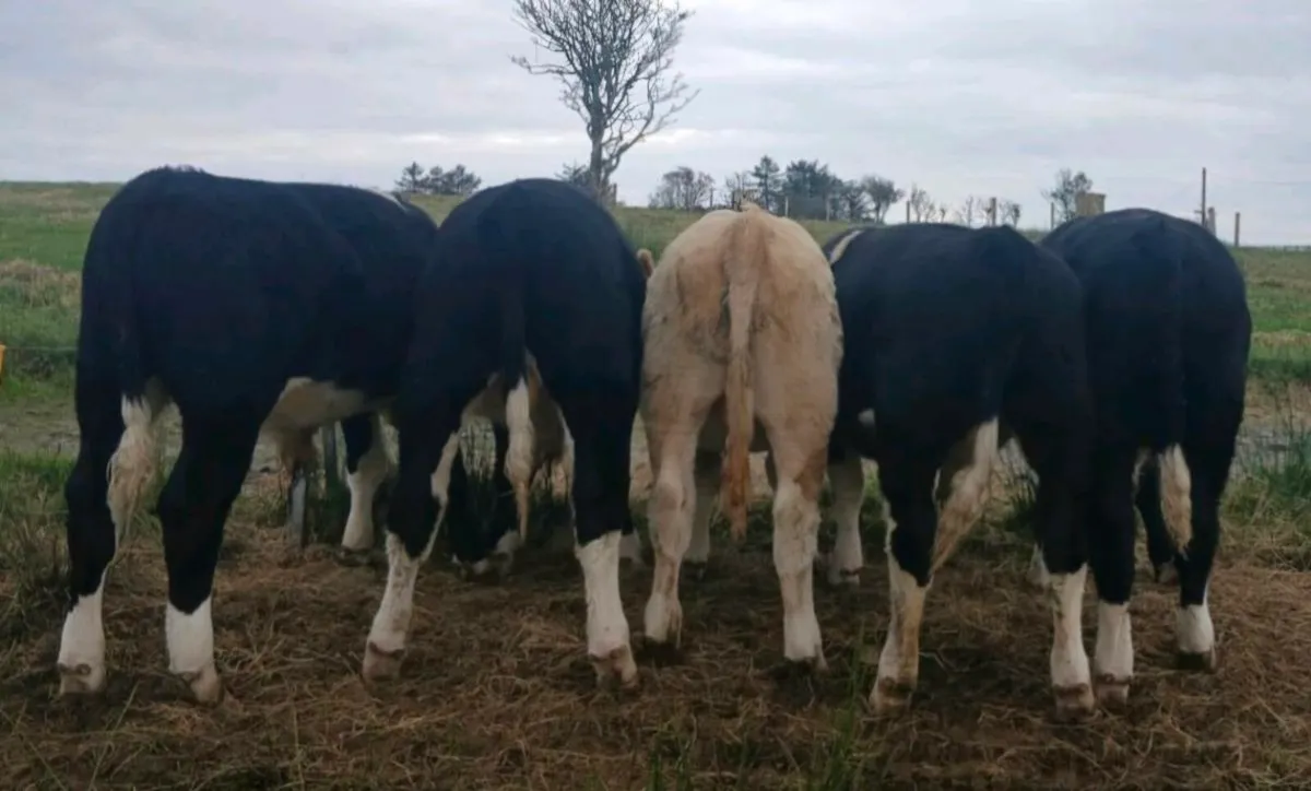 Family Farm Reared Weanlings - Ennis Mart Tuesday - Image 1