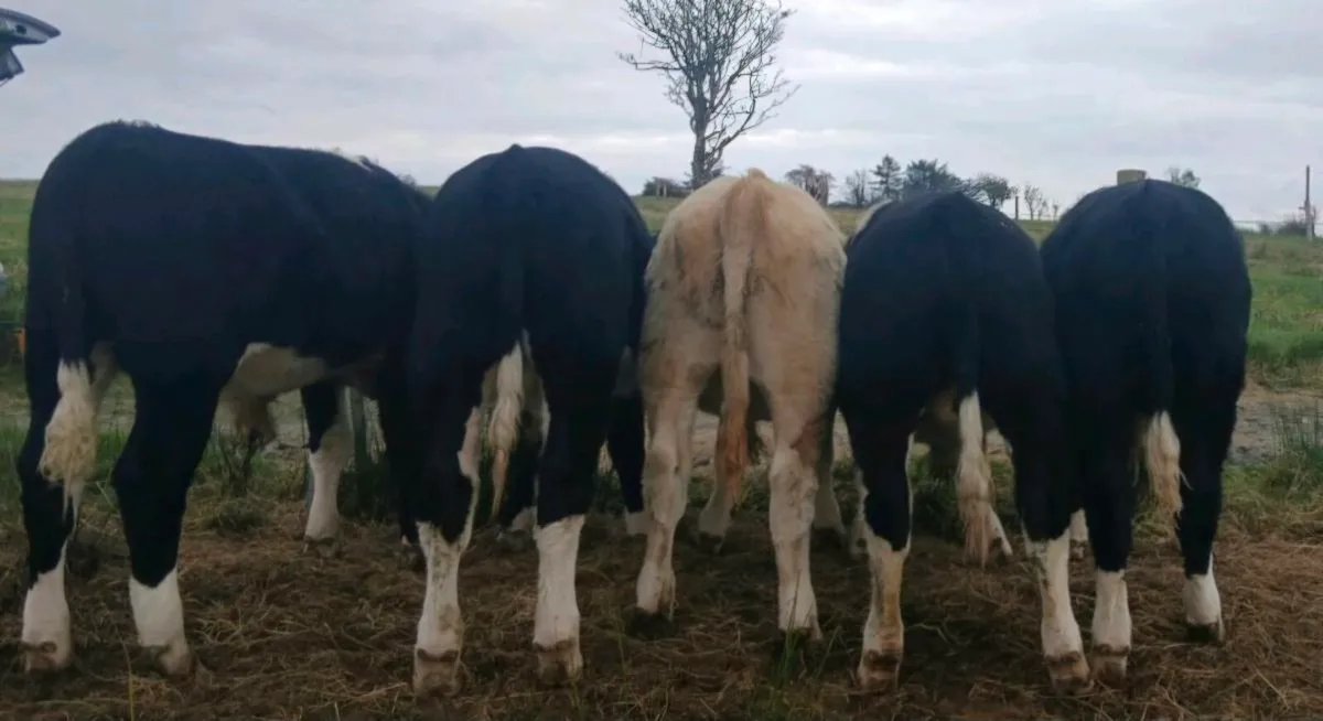 Family Farm Reared Weanlings - Ennis Mart Tuesday - Image 2
