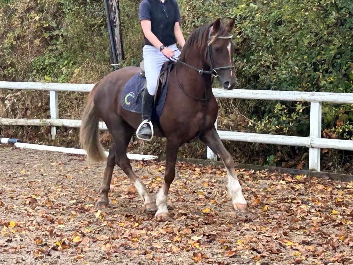 148cm pony for sale - Image 3