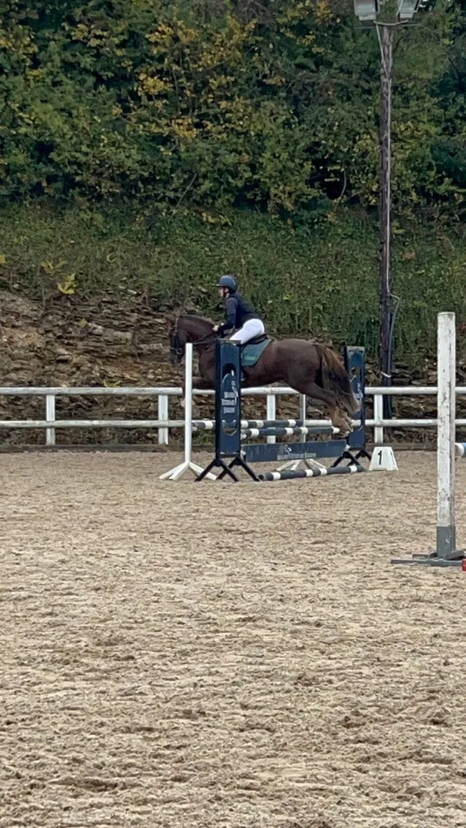 148cm pony for sale - Image 4