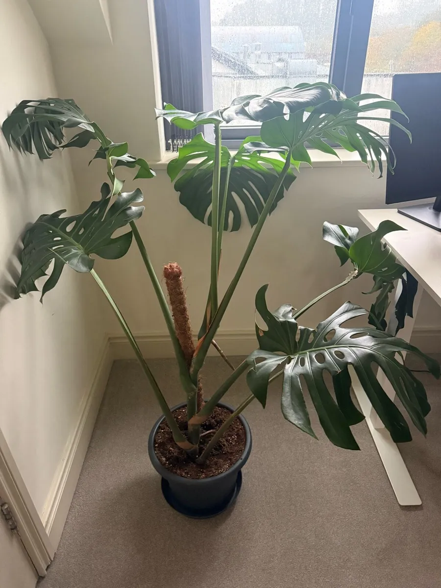 Swiss Cheese Plant - Image 1