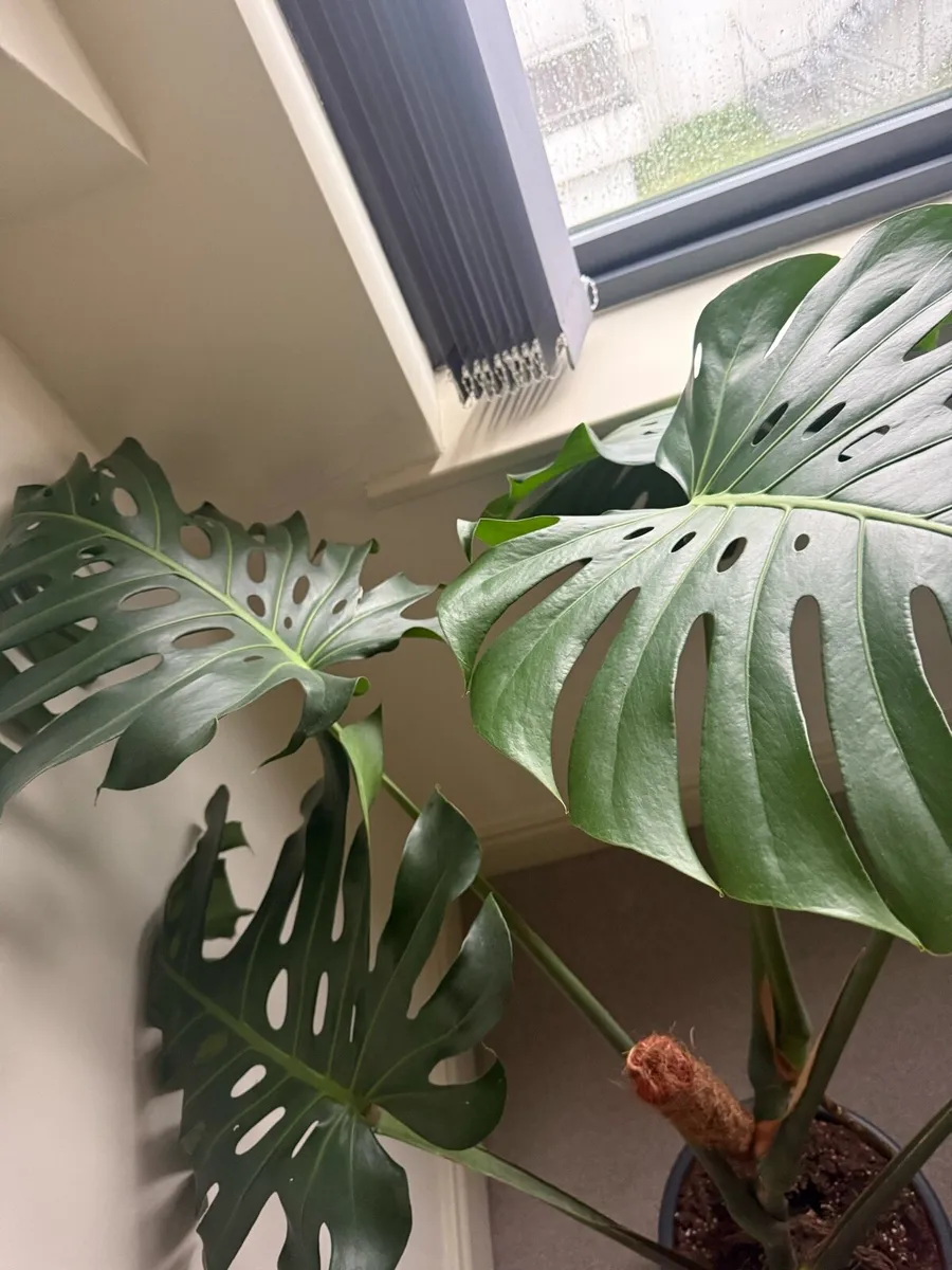 Swiss Cheese Plant - Image 2