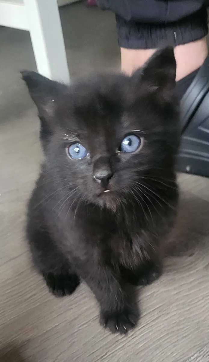 Sweet kitten - Image 1