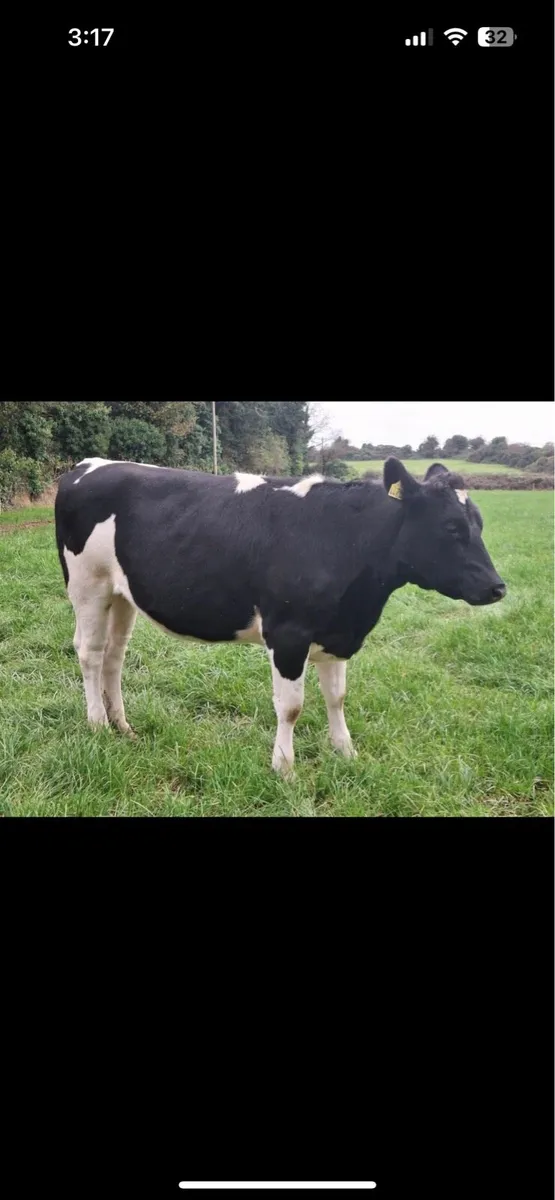 Friesian Heffers