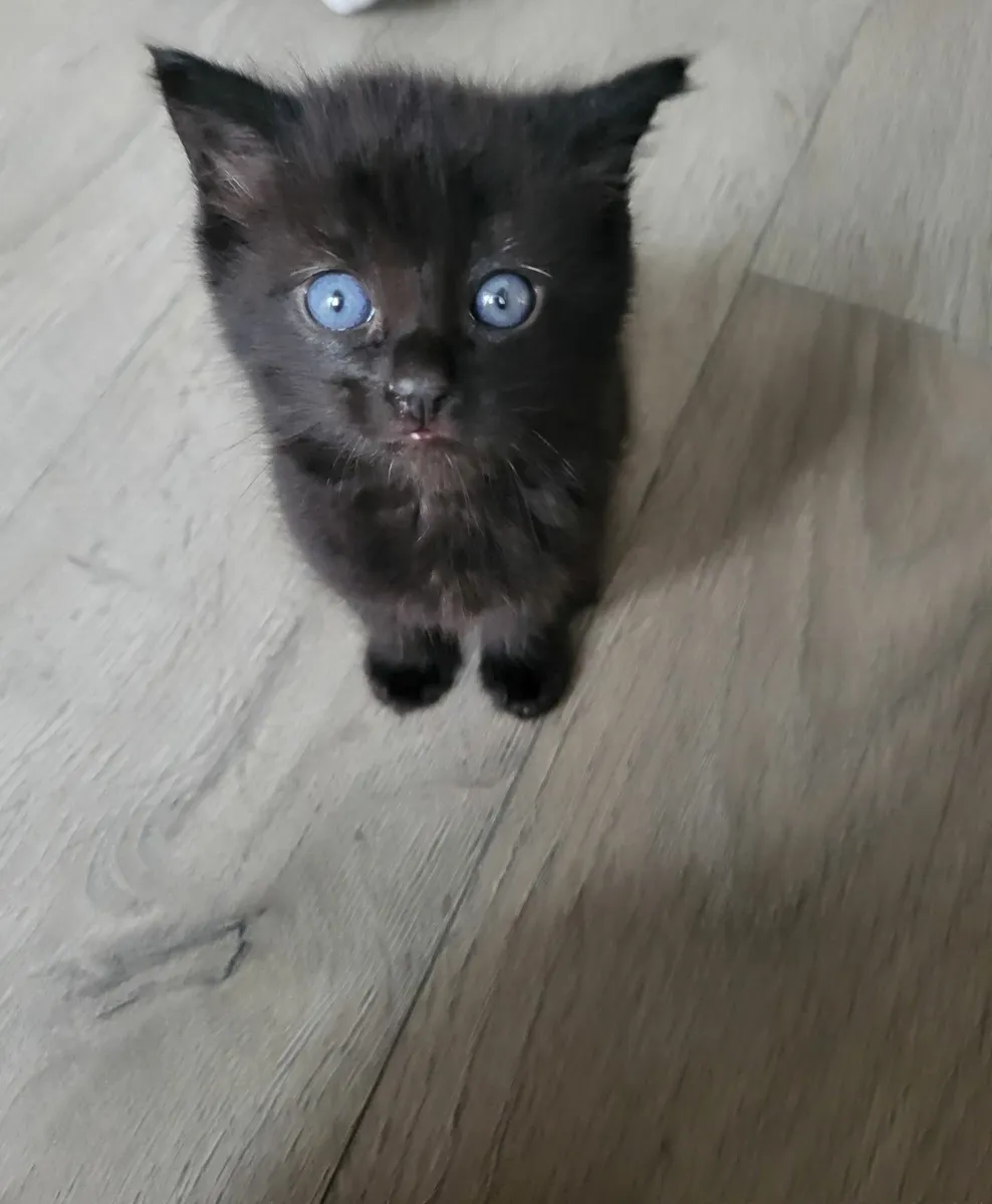 Sweet kitten - Image 2